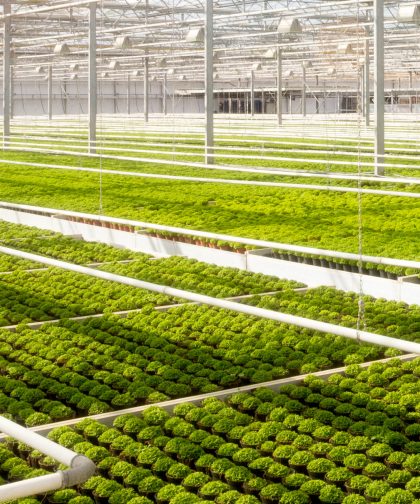 Greenhouse cultivation.